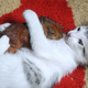 Image for article titled All Creatures Great & Small